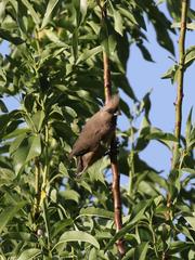 Colius striatus minor