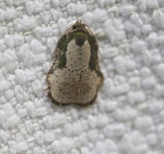 Exeristeboda exeristis