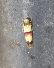 Erythroneura integra