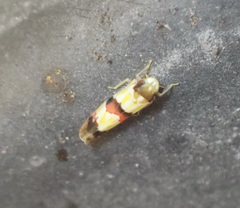 Erythroneura integra