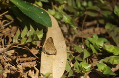 Cissia phronius