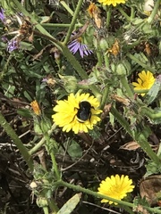 Bombus californicus