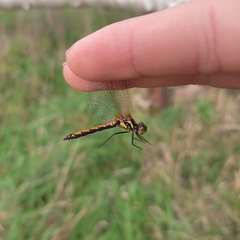 Sympetrum danae