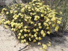 Phebalium stenophyllum