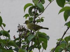 Zosterops virens virens