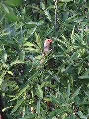 Urocolius indicus transvaalensis