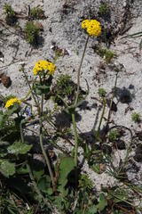 Gymnodiscus capillaris