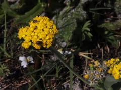 Gymnodiscus capillaris