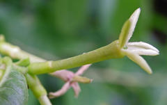 Cestrum laevigatum