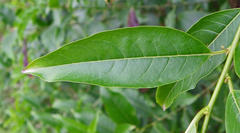 Cestrum laevigatum