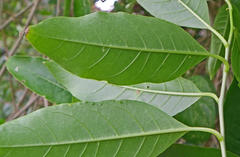 Cestrum laevigatum