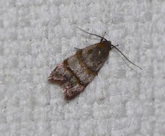 Elaphromorpha axierasta