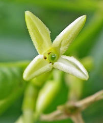 Cestrum laevigatum