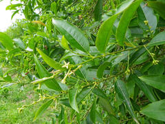 Cestrum laevigatum
