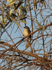 Prinia subflava affinis