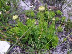 Osmitopsis dentata