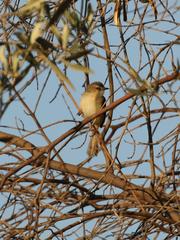 Prinia subflava affinis
