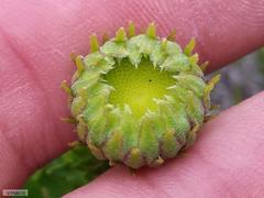 Osmitopsis dentata