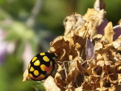Cheilomenes sulphurea
