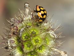 Cheilomenes sulphurea