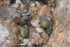 Conophytum bilobum