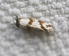 Isomoralla gephyrota