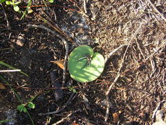 Eriospermum nanum