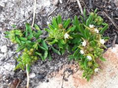 Aspidoglossum heterophyllum