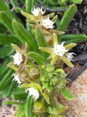 Aspidoglossum heterophyllum