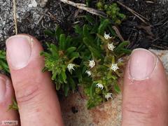 Aspidoglossum heterophyllum