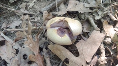 Laccaria ochropurpurea