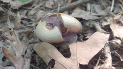 Laccaria ochropurpurea