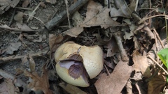 Laccaria ochropurpurea