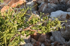 Pelargonium spinosum