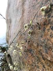 Melasphaerula graminea