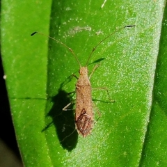 Hydarinae