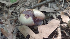 Laccaria ochropurpurea