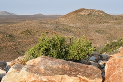 Pelargonium spinosum