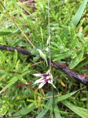 Melasphaerula graminea