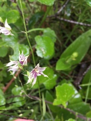 Melasphaerula graminea