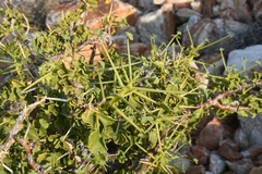 Pelargonium spinosum