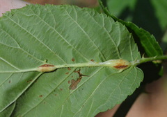 Neolasioptera farinosa