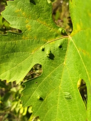 Colomerus vitis
