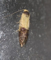 Eupselia beltera