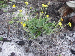 Othonna bulbosa