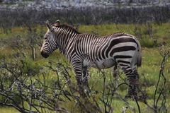Equus zebra zebra