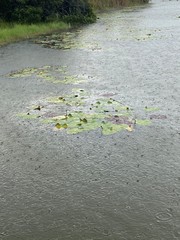Nuphar advena image