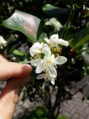 Eugenia brasiliensis
