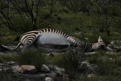 Equus zebra zebra