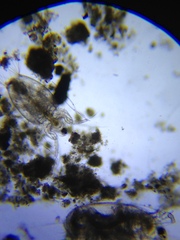 Acantholeberis curvirostris